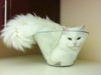 Liquid Cat