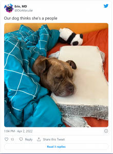 Brown pitbull-boxer mix under a teal blanket with her head on a fuzzy pillow. The caption reads "Our dog thinks she's a people"