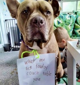 Brown dog wearing a sign saying "What me lick toaday couch table you"