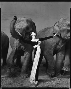 Photograph of Dovima with Elephants by Richard Avedon