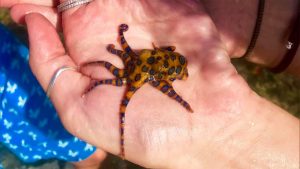 Human hand holding a blue-ringed octopus