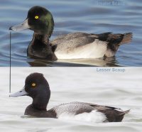 Photo of greater scaup (top) and lesser scaup (bottom)