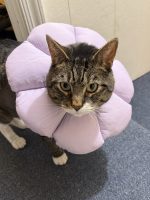 A grey tabby cat with white mouth and paws stands on blue steps. He wears a lavender plush flower collar around his neck.