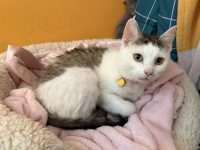 Peach the pied kitty